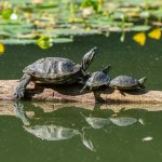 Trachemys scripta foto di Rhododendrites